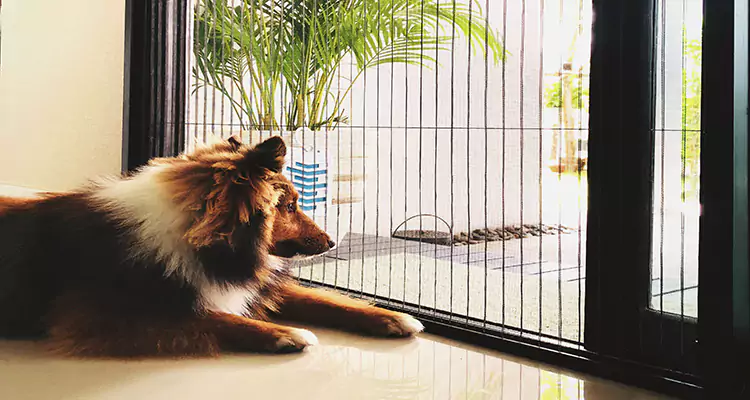 Sliding Screen Pet Door Repair in South Miami Heights, FL