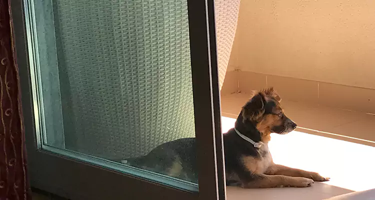 French Door Pet Screen Repair in South Miami Heights, FL